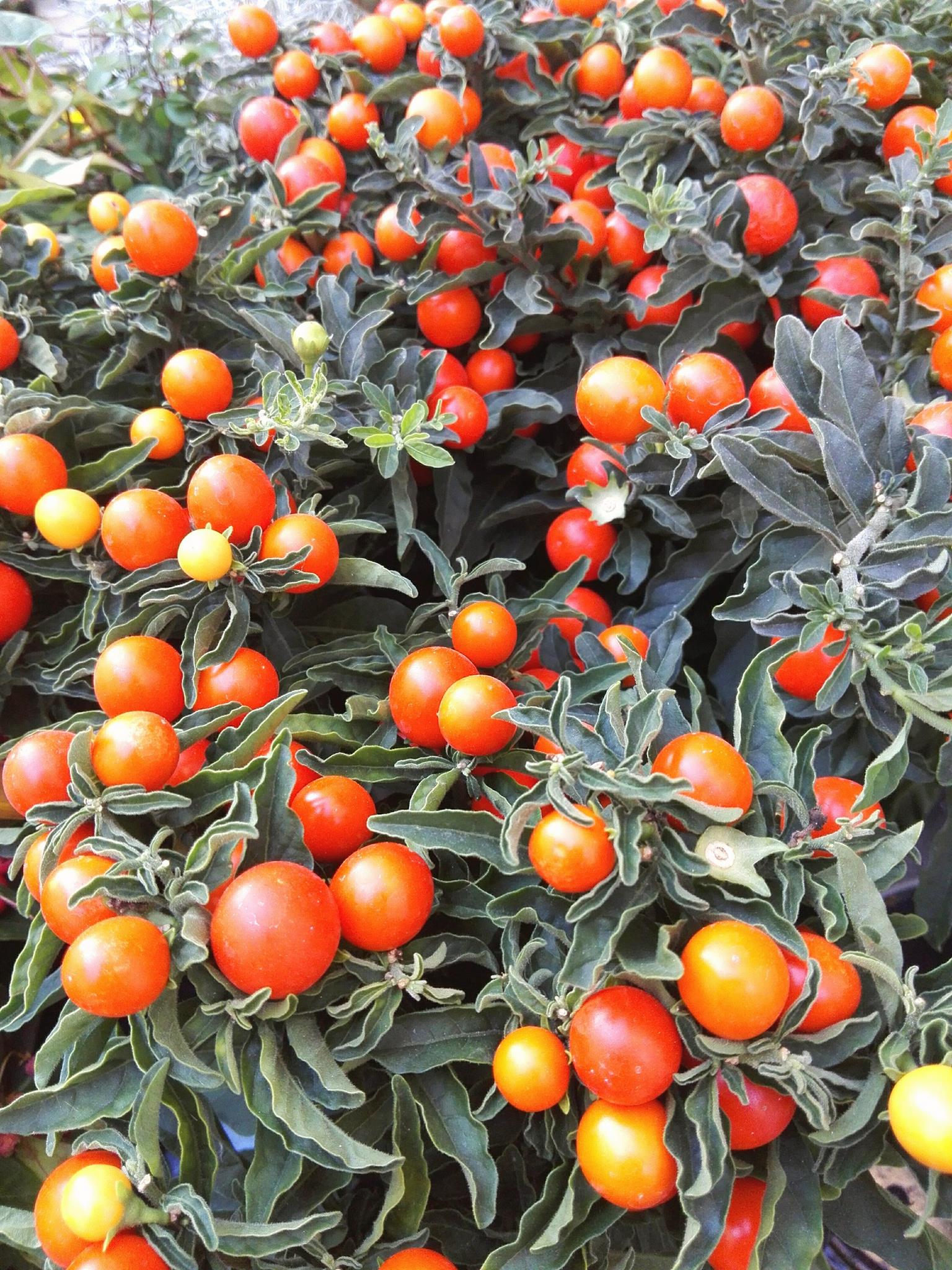 Solanum da Bacca Fioreria Bruseghini Besenello Trento